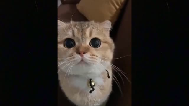 Cute And Funny Pets | Try Not To