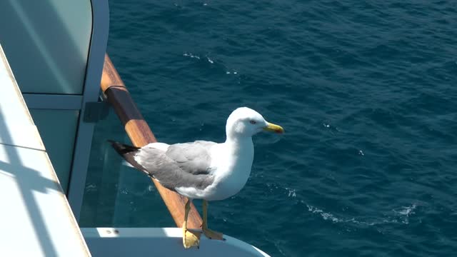 bird in the ship without ticket