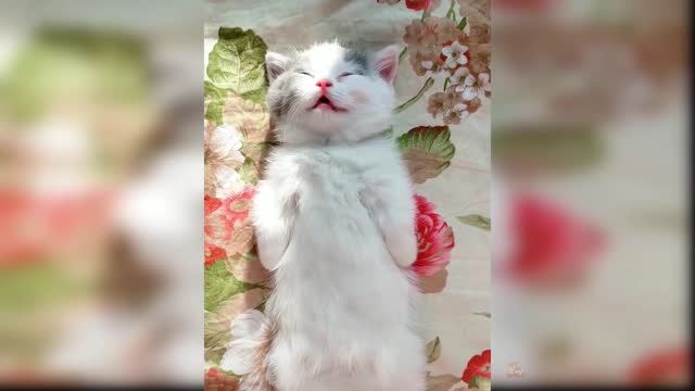 CUTE KITTEN VIDEOS