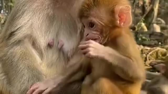 FUNNY MONKEY