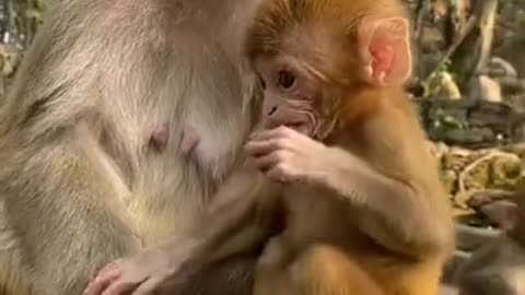 FUNNY MONKEY