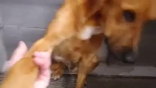 #42 male red lab mix March2022