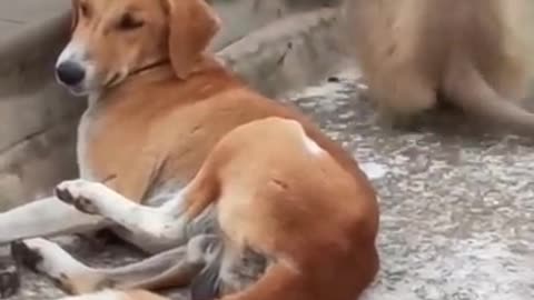 Dog and monkey funny videos 😂😂