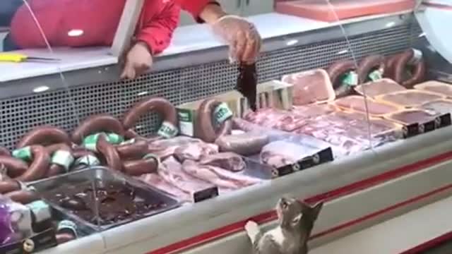 when you send your cat to buy meat