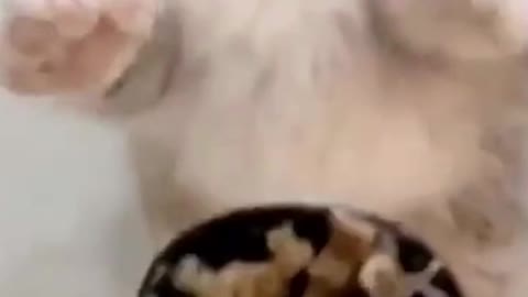 Kittens are the cutest creatures on earth