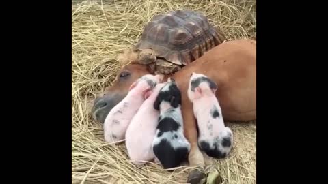 Cute baby animals Videos Compilation cute moment of the animals make you fun