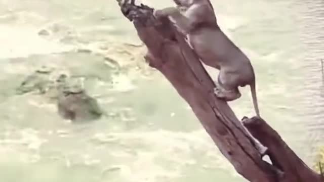 Monkey vs line fight clips #animal #fightclips