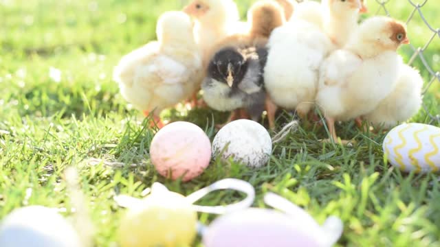 Newborn Chickens In Warm Tone