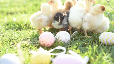 Newborn Chickens In Warm Tone