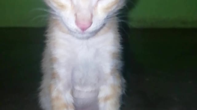 Cat fall during sleeping