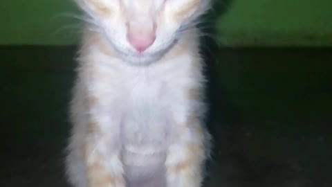 Cat fall during sleeping