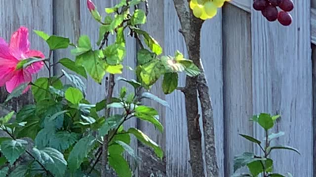 Baby Red Whiskered Bulbuls begging to be fed