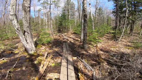 Bog Bridge