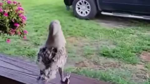 Baby bird dancing