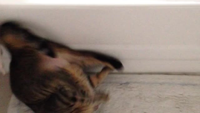 clown cat 😺 🤣🤣