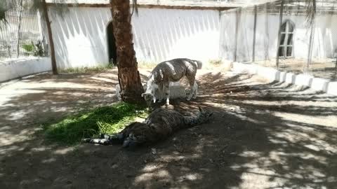 Male Camelidae Lama Fell Out Faint On Zoo Ground