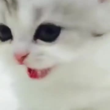 3.Soo cute cats shorts leg