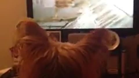 Cute Yorkshire Terrier Sings To Coronation Street