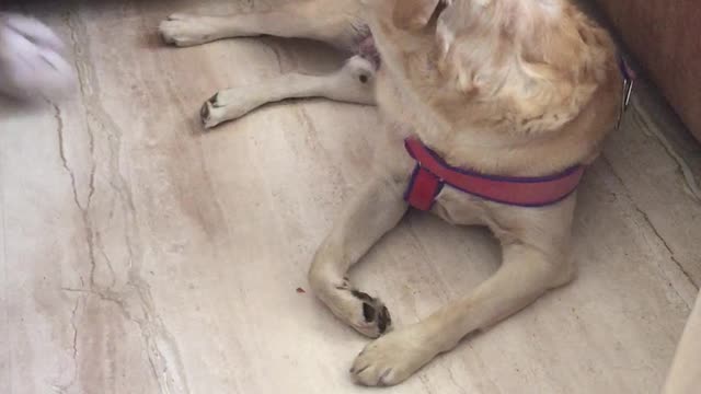 My Labrador loves eating Carrot