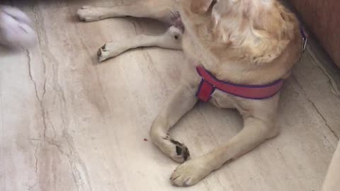 My Labrador loves eating Carrot