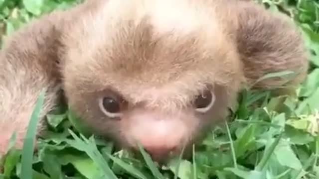 Ever seen a baby sloth before