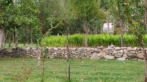 Birds singing in group