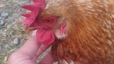 Feeding chicken