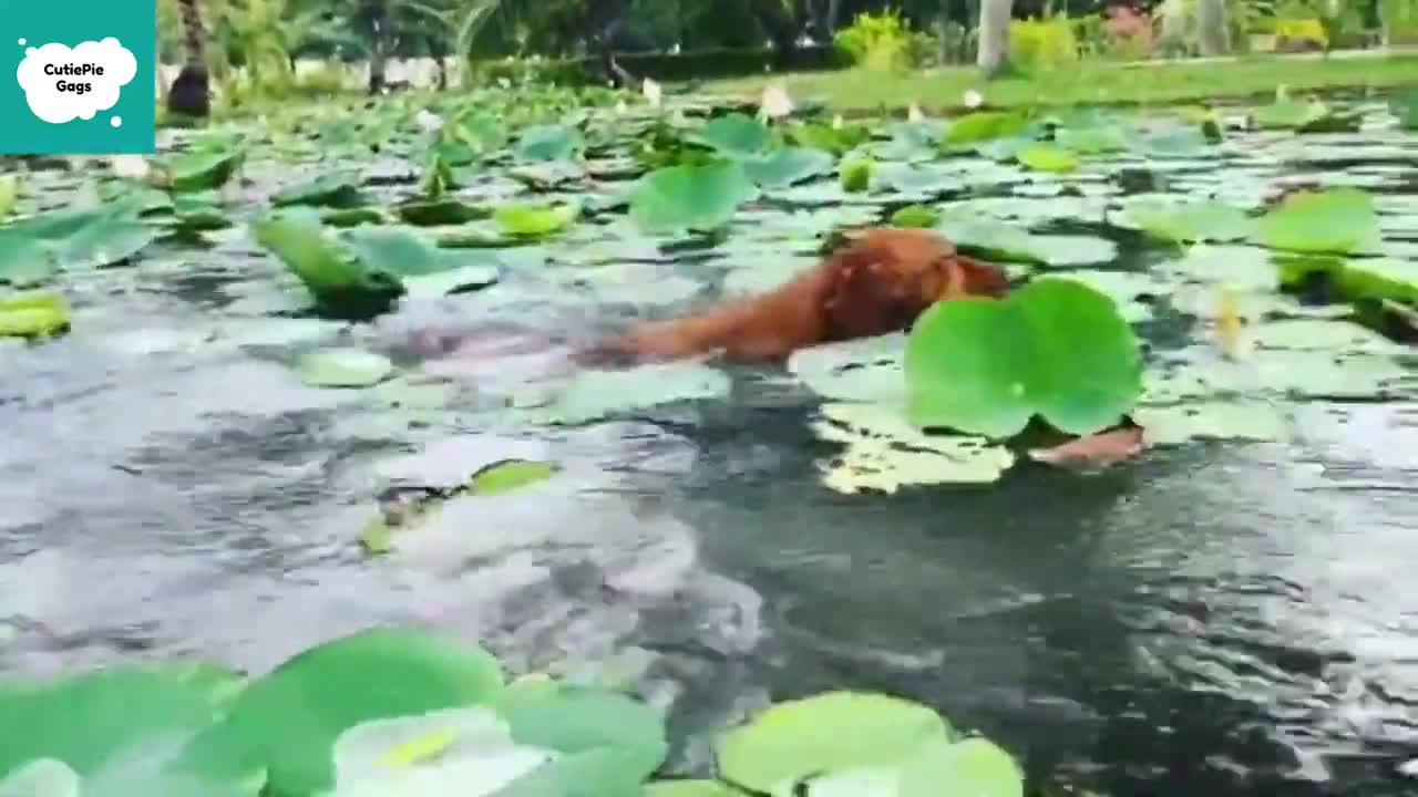 Tiernos perritos