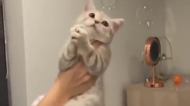 Cat - soap bubbles