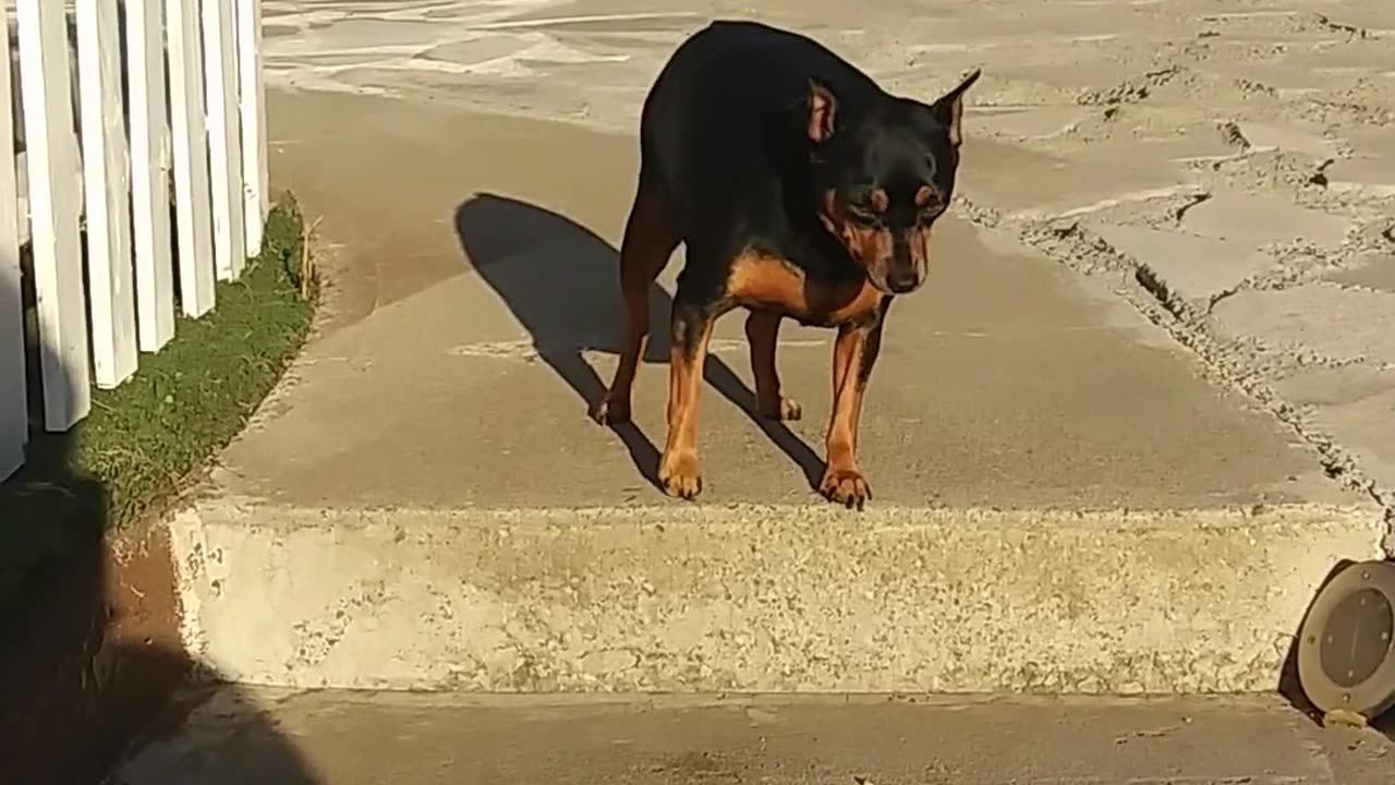 A new funny dog wear a sleep