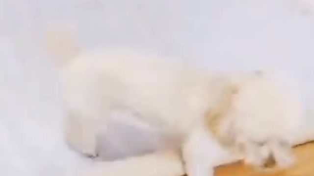 Funny cutest Dog _ can't stop laughing🐶