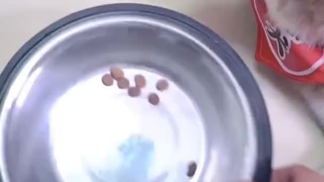 Dog ππΆπ smart dog funny video