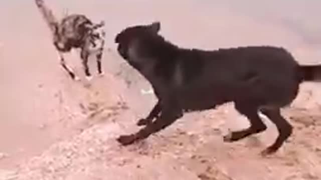 Cat 😸 Vs dog 🐕🐕🤣🤣🤓😸😸🤓😸🐕🤣 vi