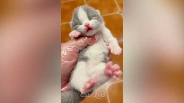 🐱 cat lover