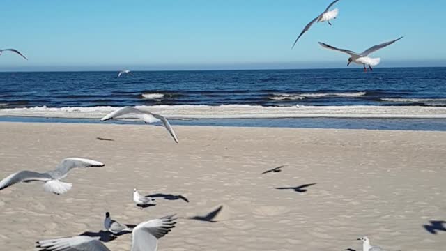 Seagull Screeching, Baltic Sea the Sound of the pure Nature