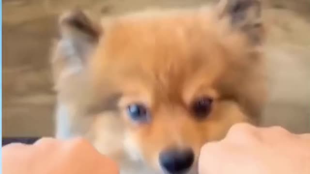 Funny Dog Reaction! | Funny Animal Videos | Funny Reaction Videos #shorts#pets#puppies