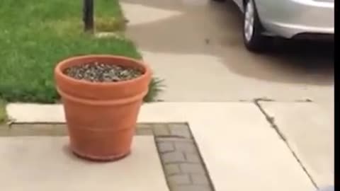 This dog is a master at hide and seek