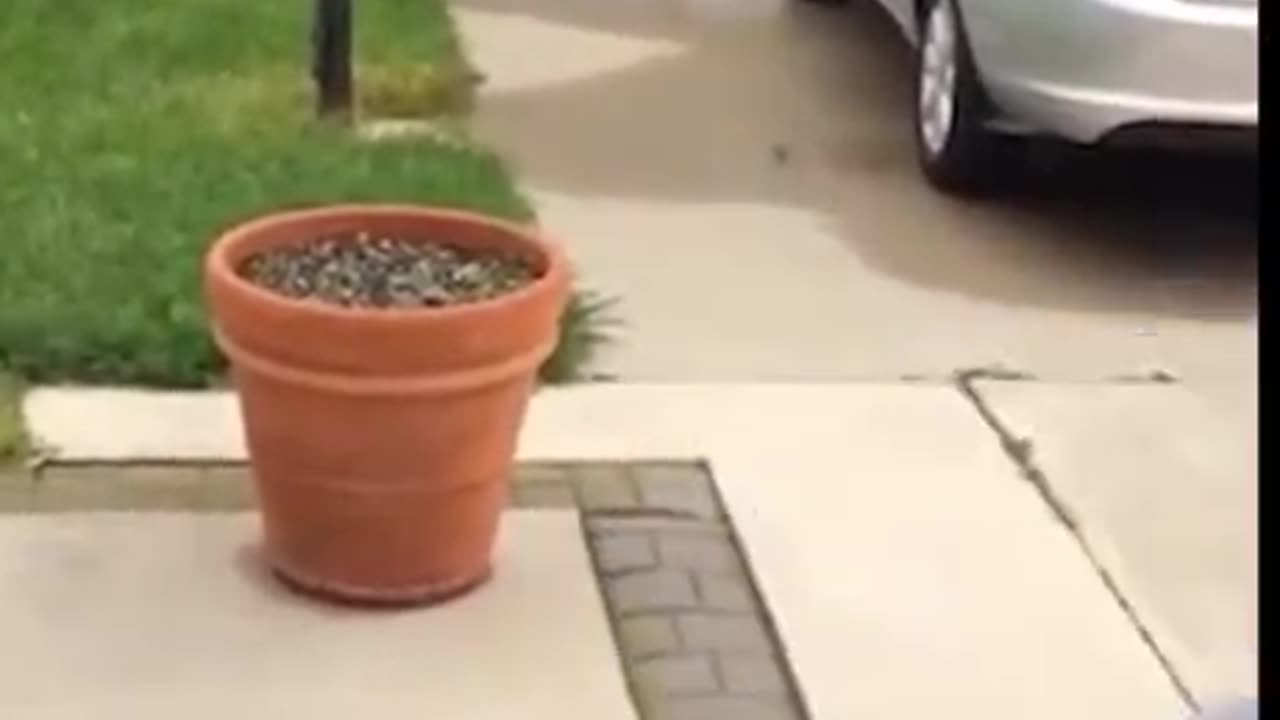 This dog is a master at hide and seek