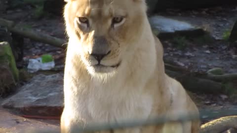 Close Up Video of a Lioness