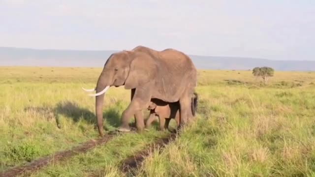 CUTE Baby Elephant! TOO CUTE!