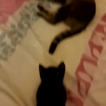 Kitten wakes up his dad