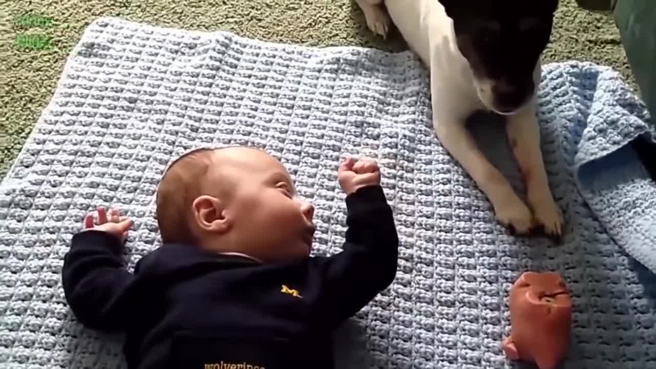 Cute Cats And Dogs Love children