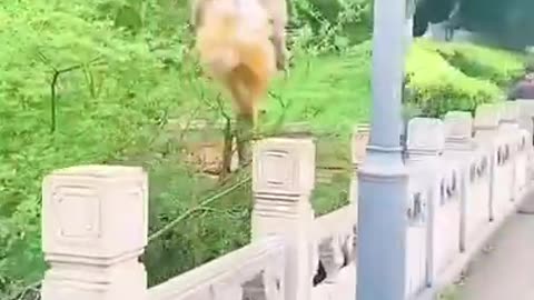 Funny monkey