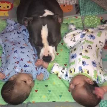 Pit Bull Spends Some Precious Time With These Twin Babies