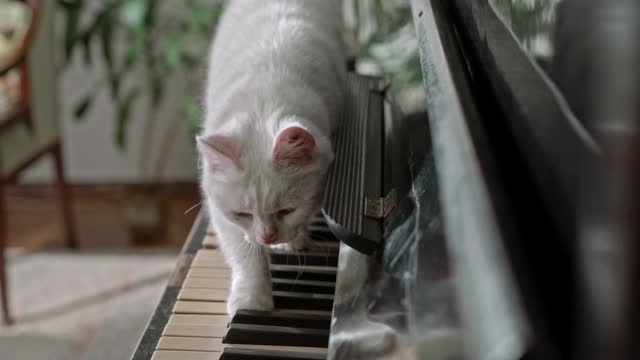 A white cat walking on a piano