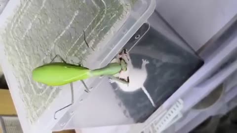 MANTIS VS MOUSE