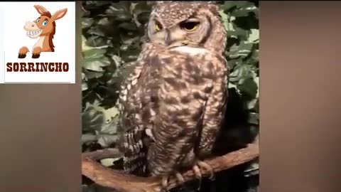 funny animal videos 001