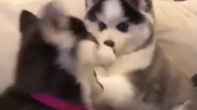 A fighting dog.