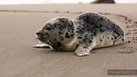 PLEASE, WHAT IS THIS ANIMAL CALLED?