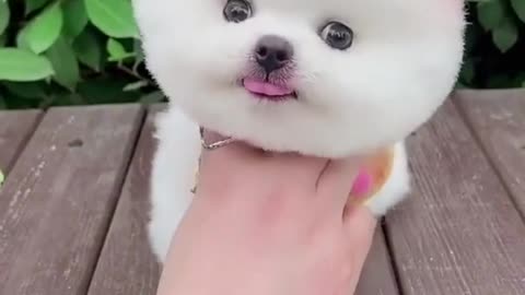 Funny dog